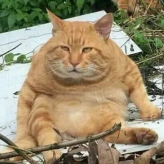 😒 gato, gato laranja, engraçado, animal, animal doméstico, animal de estimação, fofo, meme telegram sticker