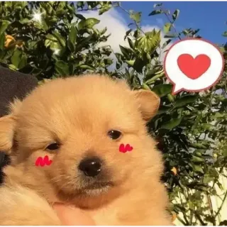 🥰 Hund, Welpe, süß, Tier, Haustier, Herz, Aufkleber telegram sticker