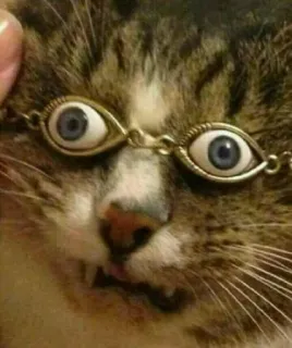 😎 gatto, divertente, animale, animale domestico, occhiali, occhi, umorismo telegram sticker