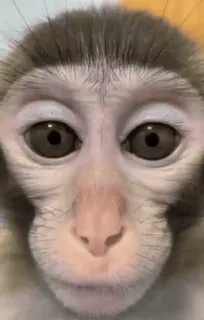 😍 monkey, animal, primate, cute, wildlife telegram sticker