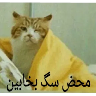 😐 محض سگ بخابین kot, zwierzę, śpiący telegram sticker