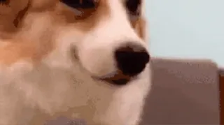😏 corgi, chien, animal, animal de compagnie, mignon, souriant telegram sticker