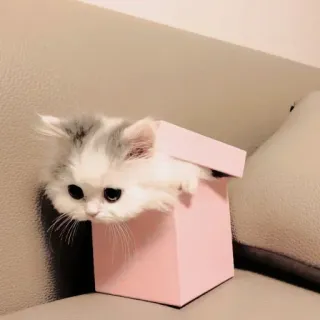 ❤ gato, gatito, caja, lindo, animal, mascota whatsapp sticker