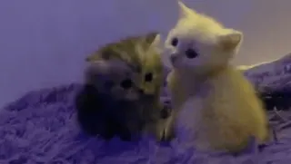 🥰 kittens, katten, dieren, huisdieren, lief, katachtigen whatsapp sticker
