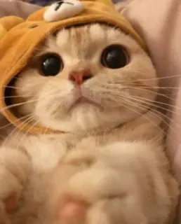 😺 gato, fofo, adorável, animal, gatinho, urso whatsapp sticker