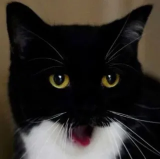 🐾 Katze, Tier, Schwarzweiß, Haustier, Kätzchen, Gähnen telegram sticker