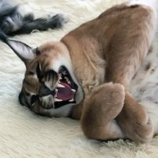 😫 каракал, Флоппа, кот, животное, мем telegram sticker