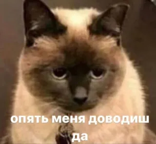 😑 опять меня доводишь да Katze, traurig, Tier, Haustier telegram sticker