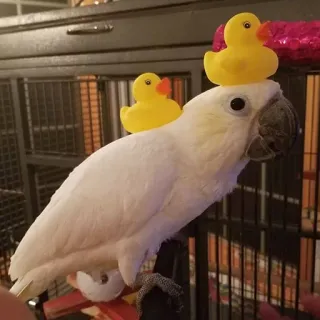 ☺️ oiseau, cacatoès, canard, canard en plastique, jouet, animal, animal de compagnie telegram sticker