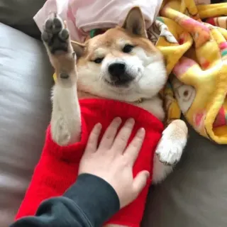 🏷 chó, shiba inu, thú cưng, động vật, dễ thương, hài hước telegram sticker