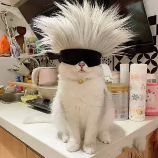 Cat funny telegram stickers