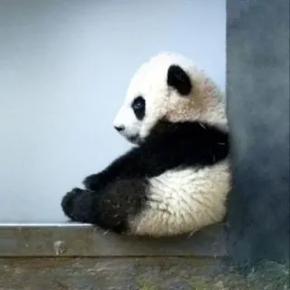 🐼 panda, animal, mignon, petit, ours, faune whatsapp sticker