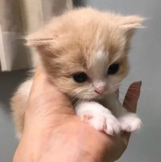 🐾 gatito, gato, lindo, mascota, animal, pequeño, mano, peludo telegram sticker