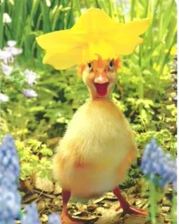 🌟 patito, flor, sombrero, naturaleza, lindo, primavera, pascua telegram sticker