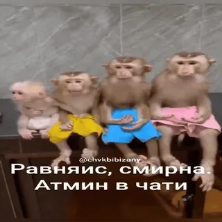 🐵 Равняись, смирна. Атмин в чати monos, animales, sentado, chat, gracioso, lindo whatsapp sticker