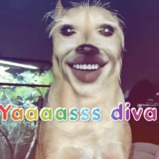 😁 Yaaaasss diva dog, meme, funny, yaass, diva, animal, cute, edited telegram sticker