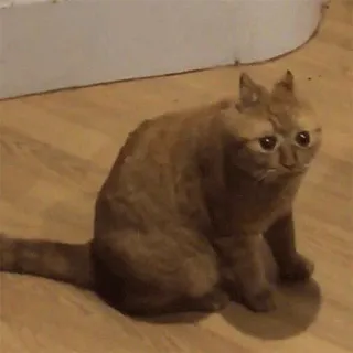 😳 kot, zwierzę, mem, rudy kot, słodki, zwierzę domowe telegram sticker