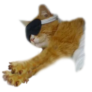 😴 gato, parche en el ojo, durmiendo, gato naranja, animal, mascota whatsapp sticker