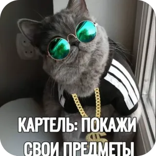 🫥 КАРТЕЛЬ: ПОКАЖИ СВОИ ПРЕДМЕТЫ chat, lunettes de soleil, gangster, drôle, mème, animaux telegram sticker
