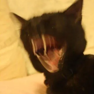 💢 cat, animal, black cat, yawning, pet, feline whatsapp sticker