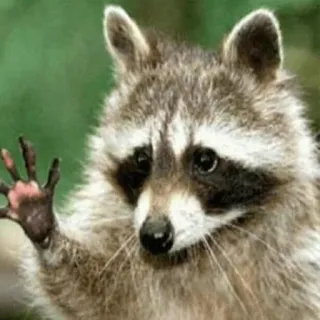 👋 mapache, animal, naturaleza, fauna whatsapp sticker