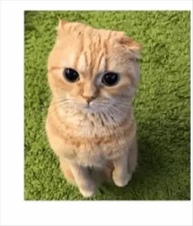 😿 Katze, süß, Tier, Haustier, Katzenartig telegram sticker