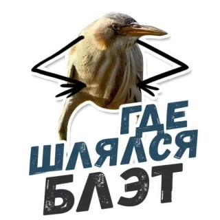 🤯 ГДЕ ШЛЯЛСЯ БЛЯЭТ 鸟, 俚语, 冒犯, 俄语, 贴纸 telegram sticker
