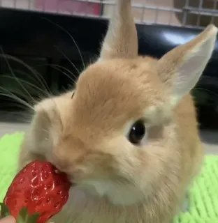🌟 rabbit, strawberry, animal, cute, bunny, pet, food whatsapp sticker