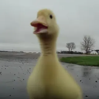 😮 patinho, bebê pato, fofo, amarelo, animal telegram sticker