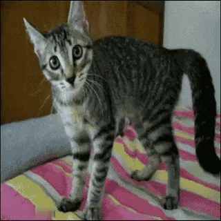 🤪 gato, gatinho, animal, animal de estimação, animal doméstico, felino, fofo telegram sticker