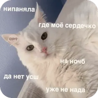 ⭕ white cat нипаняла где моё сердечко на ночб да нет усн уже не нада white cat, cat meme, confused cat, funny cat, russian meme, sticker whatsapp sticker