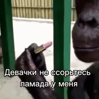 🫦 Девочки не ссорьтесь, помада у меня telegram sticker