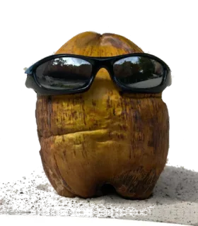 😎 coconut, sunglasses, tropical, fruit, beach, summer telegram sticker