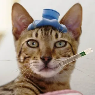 🤒 gatto, malato, termometro, borsa del ghiaccio, animale domestico, animale, malattia, felino telegram sticker