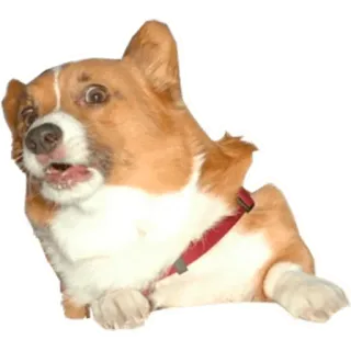 🙁 cachorro, corgi, animal, animal de estimação, fofo, doméstico telegram sticker