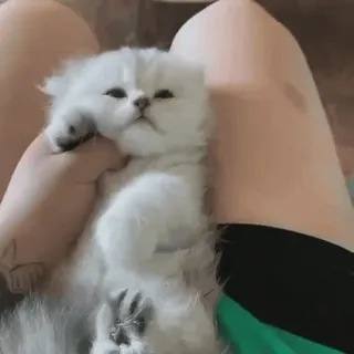❤️ gatito, gato, lindo, animal, mascota, blanco, pequeño telegram sticker
