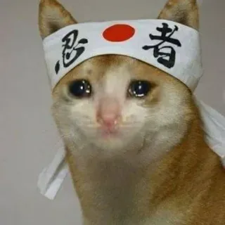 😩 gato, llorando, ninja, triste, meme, animal telegram sticker