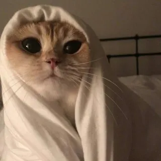 😺 Katze, süß, Tier, Haustier, Bogen, Augen telegram sticker