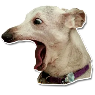 😱 chien, bâillement, animal, drôle, mème, animal de compagnie telegram sticker