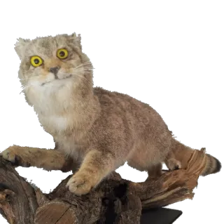 🐯 chat, chat de Pallas, animal, faune, mammifère whatsapp sticker
