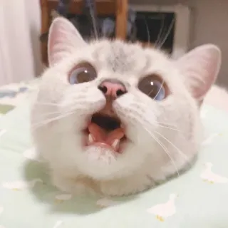 🐈 猫, 動物, ペット, 子猫, かわいい, 家畜 whatsapp sticker