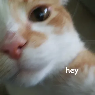 👋 hey kot, zwierzę, zwierzak, powitanie, zwierzę domowe telegram sticker