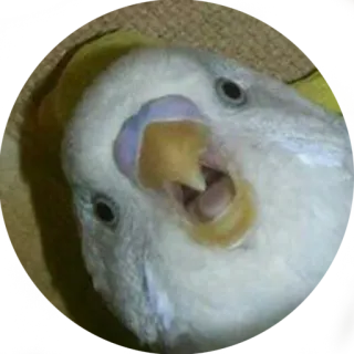 🤨 vogel, valkparkiet, schattig, dier, papegaai telegram sticker