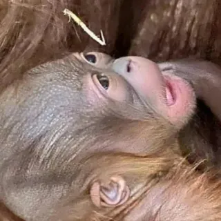 😩 baby orangutan telegram sticker