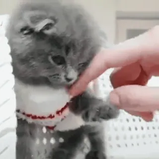 ❤️ 猫, 子猫, ペット, 動物, かわいい, イエネコ, 灰色 telegram sticker