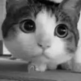 👀 cat, animal, pet, cute, eyes, domestic, feline, kitten telegram sticker