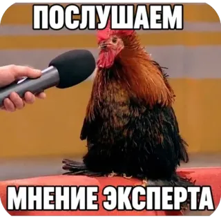 Котострофа telegram stickers