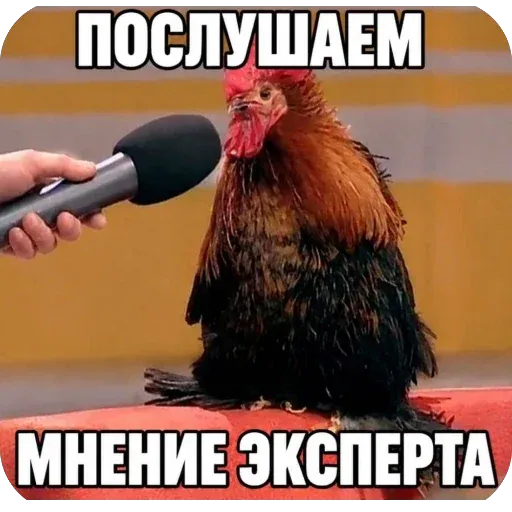 Котострофа