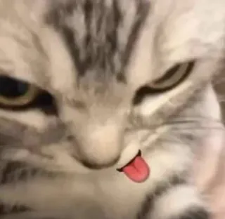 😜 cat, animal, meme, cute, pet, tongue telegram sticker
