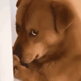 🎵 perro, animal, lindo, mascota, meme, gracioso telegram sticker